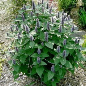 Blue Giant Hyssop (Agastache Foeniculum) 100 seeds Blue Giant Hyssop (Agastache Foeniculum) 100 seeds