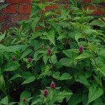 Blue Giant Hyssop (Agastache Foeniculum) 200 seeds