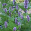 Blue Giant Hyssop (Agastache Foeniculum) 100 seeds