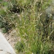 Blue Grama Grass (Bouteloua Gracilis) 100 seeds