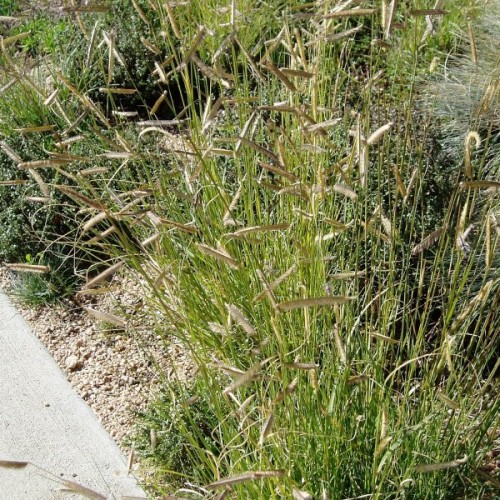 Blue Grama Grass (Bouteloua Gracilis) 50 seeds