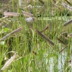 Blue Grama Grass (Bouteloua Gracilis) 50 seeds