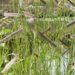 Blue Grama Grass (Bouteloua Gracilis) 500 seeds