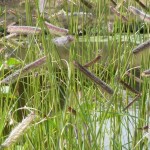 Blue Grama Grass (Bouteloua Gracilis) 500 seeds