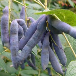 Blue Sausage Fruit (Decaisnea Fargesii) 2 seeds