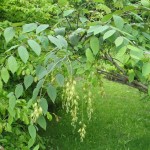 Blue Sausage Fruit (Decaisnea Fargesii) 5 seeds