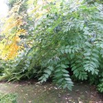 Blue Sausage Fruit (Decaisnea Fargesii) 5 seeds