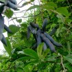 Blue Sausage Fruit (Decaisnea Fargesii) 5 seeds