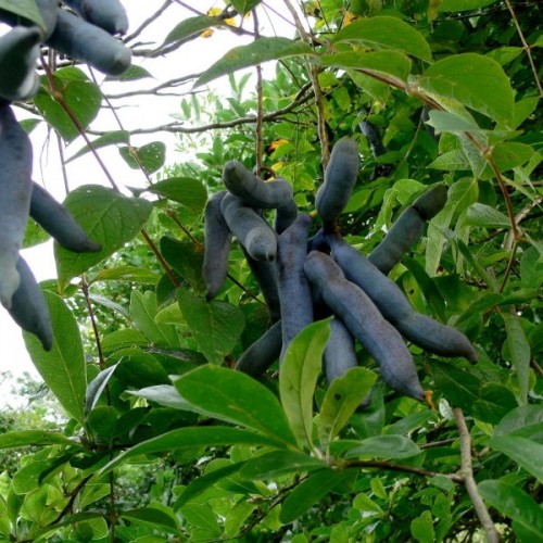 Blue Sausage Fruit (Decaisnea Fargesii) 5 seeds