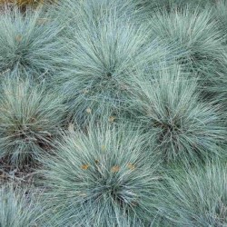 Blue Sheep Fescue (Festuca Ovina Glauca) 100 seeds