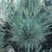 Blue Sheep Fescue (Festuca Ovina Glauca) 50 seeds