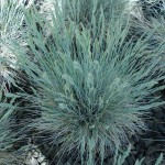 Blue Sheep Fescue (Festuca Ovina Glauca) 10 seeds