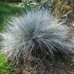 Blue Sheep Fescue (Festuca Ovina Glauca) 100 seeds