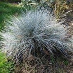 Blue Sheep Fescue (Festuca Ovina Glauca) 50 seeds