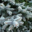 Blue Spruce (Picea Pungens Glauca) 30 seeds