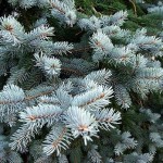 Blue Spruce (Picea Pungens Glauca) 5 seeds