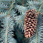 Blue Spruce (Picea Pungens Glauca) 25 seeds