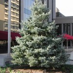 Blue Spruce (Picea Pungens Glauca) 50 seeds