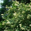 Border Privet (Ligustrum Obtusifolium) 50 seeds