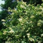 Border Privet (Ligustrum Obtusifolium) 25 seeds