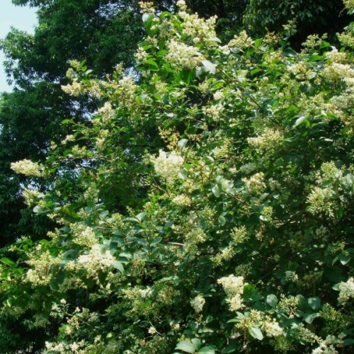 Border Privet (Ligustrum Obtusifolium) 10 seeds