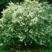 Border Privet (Ligustrum Obtusifolium) 10 seeds