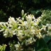 Border Privet (Ligustrum Obtusifolium) 50 seeds