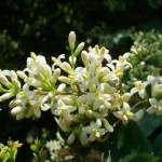 Border Privet (Ligustrum Obtusifolium) 10 seeds