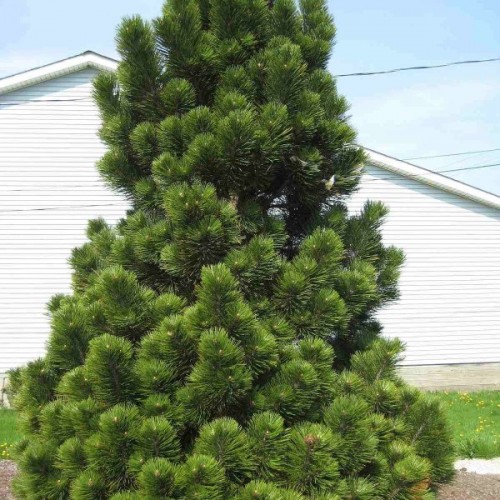 Bosnian Pine (Pinus Heldreichii Leucodermis) 10 seeds