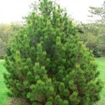 Bosnian Pine (Pinus Heldreichii Leucodermis) 10 seeds