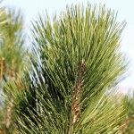 Bosnian Pine (Pinus Heldreichii Leucodermis) 5 seeds