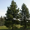 Bosnian Pine (Pinus Heldreichii Leucodermis) 5 seeds