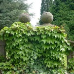 Boston Ivy (Parthenocissus Tricuspidata) 20 seeds