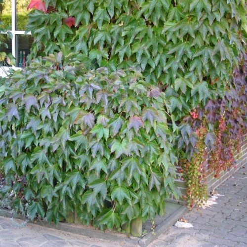 Boston Ivy (Parthenocissus Tricuspidata) 5 seeds