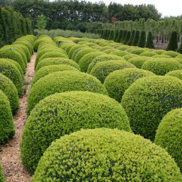 20+Seeds Wintergreen Japanese Boxwood Hedge Seeds 80 Seeds Buxus microphylla 