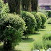 Boxwood (Buxus Sempervirens) 100 seeds