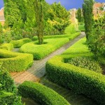 Boxwood (Buxus Sempervirens) 5 seeds