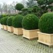 Boxwood (Buxus Sempervirens) 10 seeds