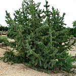 Bristlecone Pine (Pinus Aristata) 5 seeds
