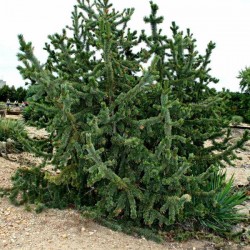 Bristlecone Pine (Pinus Aristata) 10 seeds