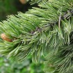 Bristlecone Pine (Pinus Aristata) 5 seeds
