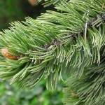 Bristlecone Pine (Pinus Aristata) 20 seeds