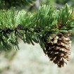 Bristlecone Pine (Pinus Aristata) 10 seeds