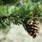 Bristlecone Pine (Pinus Aristata) 5 seeds