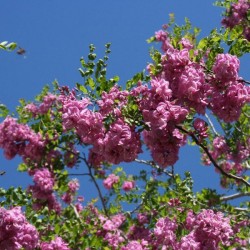 Bristly Locust (Robinia Fertilis) 250 seeds