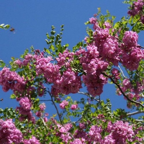 Bristly Locust (Robinia Fertilis) 5 seeds