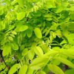 Bristly Locust (Robinia Fertilis) 15 seeds