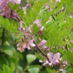 Bristly Locust (Robinia Fertilis) 5 seeds