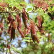 Bristly Locust (Robinia Fertilis) 5 seeds