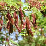 Bristly Locust (Robinia Fertilis) 250 seeds